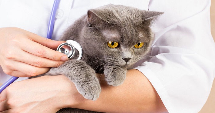 SCARICA LE SPESE VETERINARIE