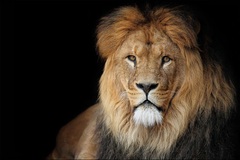 Il divieto del “patto leonino”