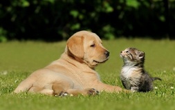 Detrazione spese veterinarie nel modello 730/2017: importi e istruzioni