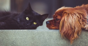 Detrazione spese veterinarie, limite più alto nel modello 730/2022: le istruzioni da seguire