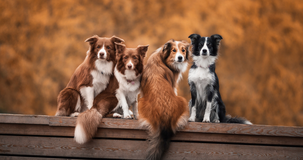 Detrazione spese veterinarie nel modello 730/2023: dalla franchigia al pagamento tracciabile, le istruzioni