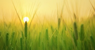 IMU terreni agricoli 2023, chi paga e casi di esenzione