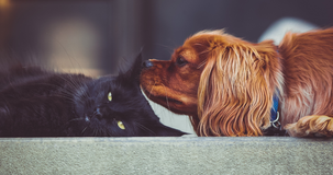 Detrazione spese veterinarie: bonus animali domestici anche con il modello 730/2025
