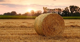 Contributi per giovani e donne in agricoltura, domande dal 5 settembre