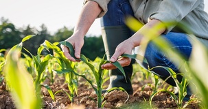 C'è potenzialità edificatoria anche per i terreni agricoli 