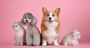 Bonus animali domestici 2025 tra sconto IRPEF e contributi fantasma