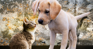 Bonus animali domestici 2025, come richiederlo? Domanda alle Regioni