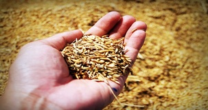 Imprenditori agricoli: come fare domanda per il credito d'imposta per la formazione 