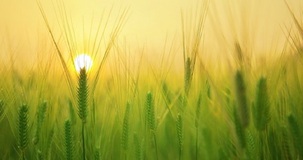 DDL Coltiva Italia: le novità in arrivo per l'agricoltura 