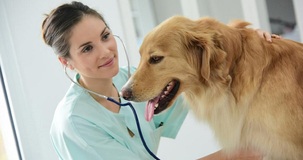 Spese veterinarie nel 730 precompilato: elaborazione, accesso e modifica dei dati
