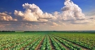 Imu terreni agricoli 2019, le istruzioni: dalle regole per l'esenzione al calcolo