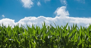 Agevolazioni agricoltura 2020 in Legge di Bilancio: esenzioni, bonus, fondi 