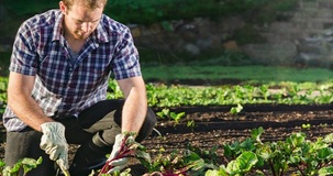 Agevolazioni agricoltura 2020, esonero contributivo per imprenditori under 40