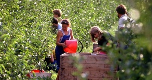 Bonus 600 euro lavoratori agricoli, requisiti e come fare domanda INPS