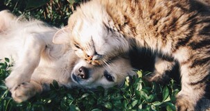 Detrazione spese veterinarie, modello 730/2020: limite, importo e istruzioni