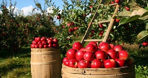 Lavoratori agricoli, contratto di 30 giorni cumulabile con CIG, Naspi, DisColl, RdC