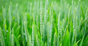 Esenzione Irpef redditi dominicali e agrari 2021: la conferma nella Legge di Bilancio 
