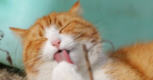 Spese veterinarie: la Legge di Bilancio 2021 aumenta il limite per la detrazione a 550 euro