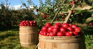 Esonero contributi agricoli: versamenti 2020 sospesi, in attesa della circolare INPS