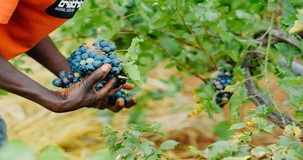 Lavoratori agricoli: legittima la notifica telematica della cancellazione dai pubblici elenchi 