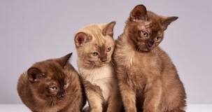 Detrazione spese veterinarie 2021: istruzioni 730, importo e limite