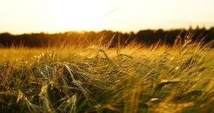 IMU 2021 per i terreni agricoli: chi paga? Calcolo e istruzioni