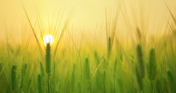 IRPEF agricola, esenzione confermata per 2024 e 2025: doppio limite di reddito per lo sconto integrale o parziale