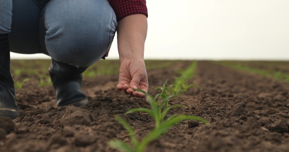 Non solo esenzione IRPEF: stop nel 2024 anche al bonus INPS per i giovani agricoltori