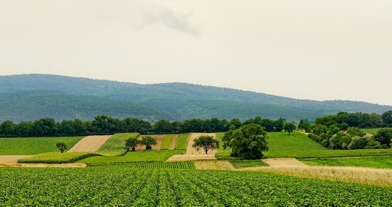 Agricoltura: al via l'edizione 2024 del Fondo innovazione