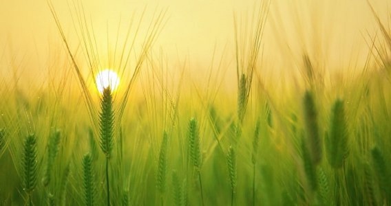 Contributi INPS 2025, importi e scadenze per coltivatori diretti, coloni, mezzadri e IAP