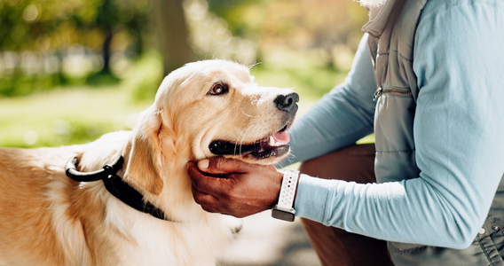 Detrazione cani guida per non vedenti: chi può beneficiarne?