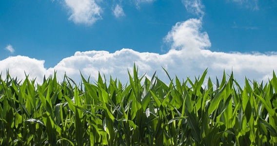 Agevolazioni agricoltura 2020 in Legge di Bilancio: esenzioni, bonus, fondi