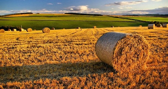 IMU terreni agricoli 2020: esenzioni, chi paga e calcolo