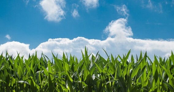 Esonero contributivo agricoltura 2021: la proroga nella legge di bilancio