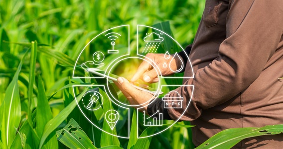 Quaderno di campagna: registro digitale obbligatorio entro il 1° gennaio 2027