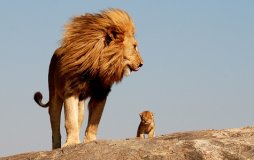 Società: cos'è il divieto del “patto leonino”?